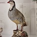 Steinhuhn aus der Vogelsammlung von Gian Saratz (1821 - 1900)