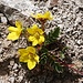 Blumenpracht in der Steinwüste.