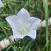 Weiße Glockenblume
