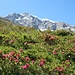 Blick durch die Alpenrosen zum Ziel