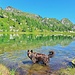 Artus im Lago Starlarèsc.