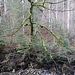Ein mit Moos überwucherter Baum am Breitenbach.