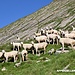 Schafe bei der Tier­wis