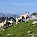 Schafe po­sie­rend vor Stoss und Sil­ber­plat­ten