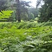 Farnwald und richtiger Wald