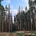 Die Fichtenwälder auf der Alb sind in einem ähnlich erbärmlichen Zustand wie im westlichen Frankenwald - da aber hier der Laubwald überwiegt, schaut alles halb so schlimm aus