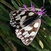 Viele Schmetterlinge zeigen sich heute, trotz zig Versuche habe ich es nicht geschafft, ihn mit richtig ausgebreiteten Flügeln zu erwischen 