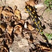 Le salamandre sono una presenza numerosa nel Parco di Pieniny.