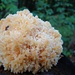 Uno dei  1.200 varietà di funghi presenti sul territorio del Parco Nazionale di Pieniny