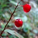 Vaccinium vitis-idaea <br />Mirtillo rosso