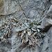 Le piante abbarbicate sulla roccia