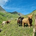Rinderherde - mit erfolgreicher Integration des jungen schottischen Hochlandrinds