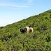 Schafe in den Alpenrosen.