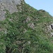 el comienzo de la subida "Chammhaldenroute"