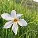 ... mit prächtiger Einzelblüte