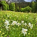 ... und  mit Narzissen-Rückblick zum Rocher du Midi
