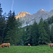 Im Aufstieg zur Hesshütte - Langsam erreicht die Sonne die Gipfel, während Wanderer und Kühe auf der Unteren Koderalm ihren Frühsport noch im Schatten absolvieren.