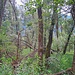 Urwald im Bolle di Magadino.