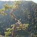 Il pino più famoso e più  fotografato della Polonia, chiamato  Pino delle Vestigia poiché appartiene ad una rara specie pre-glaciale 