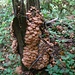 Nel Parco di Pieniny si contano 1200 specie di funghi.
