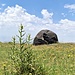 ein Ararat-Ei (meist sind die Felsen hier zerborsten)