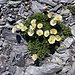 faszinierend, die im Geröllschutt blühende Alpenflora