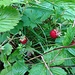 verlockende Erdbeeren