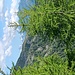 Beim Abstieg im Waldgürtel: Blick durch Lärchen zu den vergletscherten Bergriesen im Talschluss.