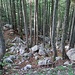 Im Wald liegen sehr viele Felsblöcke, das deutet auf einen vergangenen Felssturz hin.