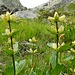 Tüpfel-Enzian (Gentiana punctata). Sehr viele am Hang, aber die meisten schon verblüht