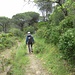 Il sentiero entra nel bosco e scende con moderata pendenza, tagliando a volte la strada a tornanti che sale a Montevecchio. 