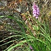Dactylorhiza maculata subsp. fuchsii (Druce) Hyl.<br />Orchidacea<br /><br />Orchidea di Fuchs<br />Orchis de Fuchs <br /> Fuchs' Gefleckte Fingerwurz 