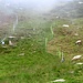 L'Alpe è caricata, ci sono due recinti con le pecore ed un grosso cane pastore