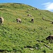 <b>Sull'alpe pascolano 120 vacche e 2 tori.</b>