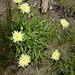 Crepis albida Vill.<br />Asteraceae<br /><br />Radichiella albida