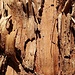 Altes Holz beim Aufstieg zum Dreiländereck.