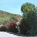 Farbenfrohe Oleanderhecke