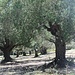 alte Ölbäume