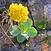 Dutzende der liebreizenden Blumen an der steilen Südwand des Hüser