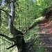Im Wald ist der Steig wesentlich deutlicher ausgeprägt.