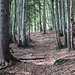 ...dann geht es im Wald weiter.