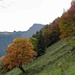 Im Aufstieg zum Oberen Bogmen - der Speer taucht über dem Herbstwald auf