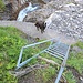 Eine kurze Leiter führt hinunter auf eine Betonmauer. Auf der Mauer entlang gehen und dann die Gitterrost-Brücke überqueren. Anschliessend gehts durch den Wald hoch nach Fläschen.