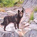 Artus
