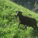 Schwarzes, neugieriges Schaf