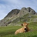 Die Kuh posierte so schön vor dem Piz Valetta.