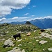 Kühe und Kälber der Alp de Mem geniessen den Bergsommer