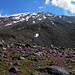 Tag 4 (23.7.) - Büyük Ağrı Dağı (5137m):<br /><br />Auf etwa 3550m rastetetn wir auf einer kleinen Ebene wo es unter den Südwesthängen des Ararats eine wunderschöne alpine Blumenwiese hat. Inzwischen ist der Gipfel nicht mehr sichtbar, da er sich hinter dem Gipfeleisfeld und steilen Geröllflanken versteckt.<br /><br />