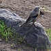 Tag 5 (24.7.):<br /><br />Der Hochgebirgsvogel Alpenbraunelle (Prunella collaris) kommt auch in Ostanatolien vor, gogen Osten sogar bis Japan.