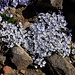Tag 5 (24.7.):<br /><br />Diese Blüten traf ich auf über 4000m an, leider konnte ich die Art micht bestimmen. Möglicherweise gehören die Blüten der Gattung Blaukissen Aubrieta) oder Ehrenpreis (Veronica) an.